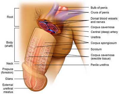 Wirkung viagra physiologie